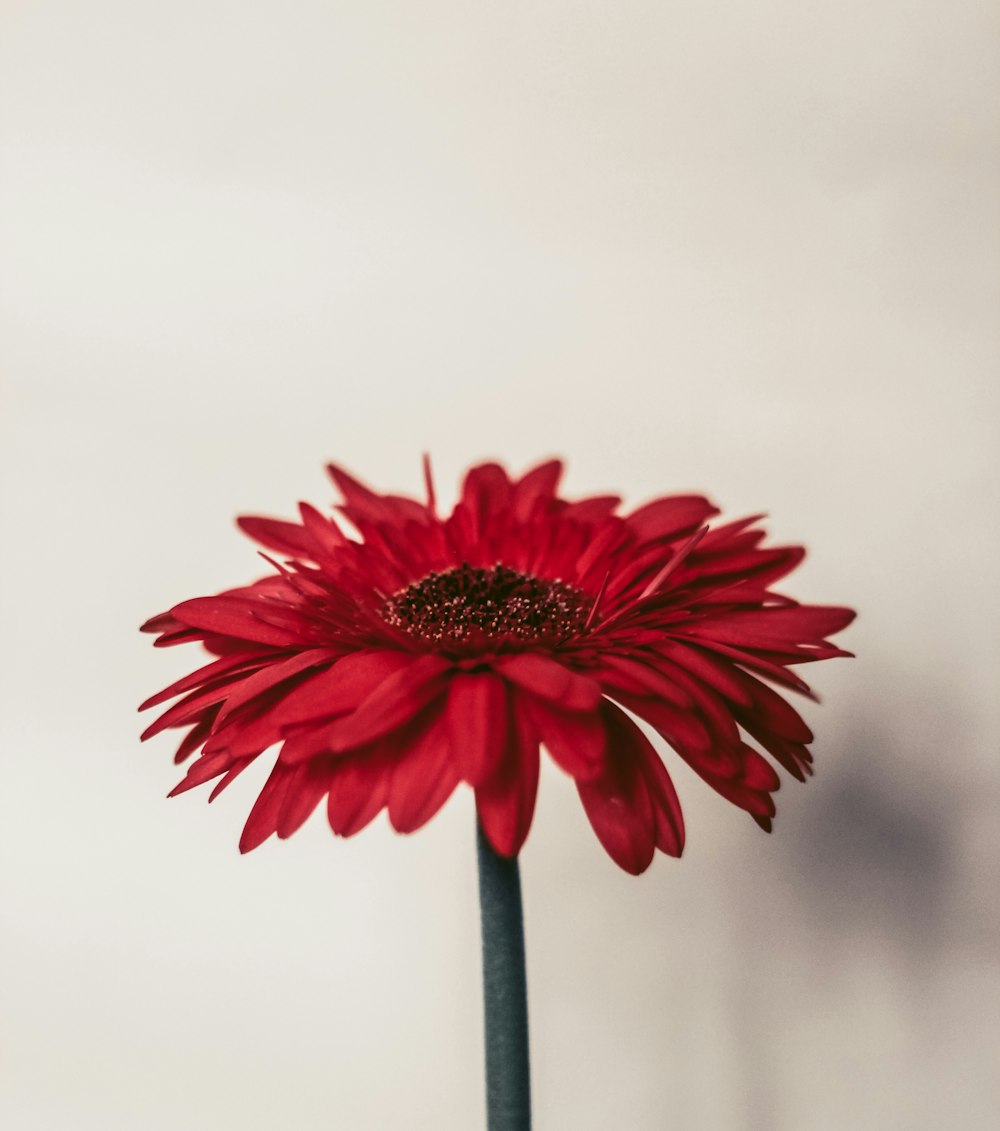 red flower in white background