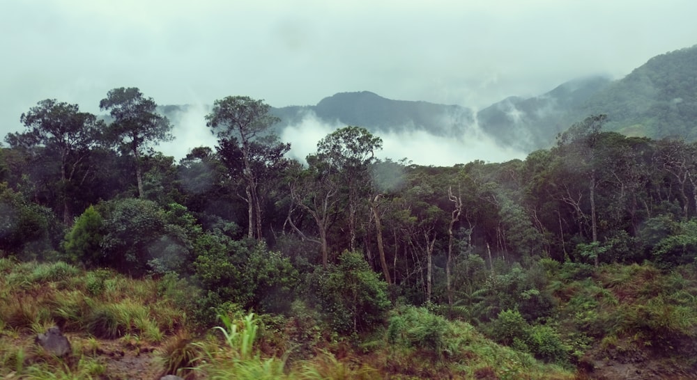 green trees on mountain under white clouds