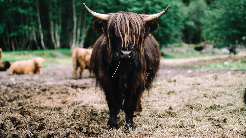 brown yak on brown grass field during daytime