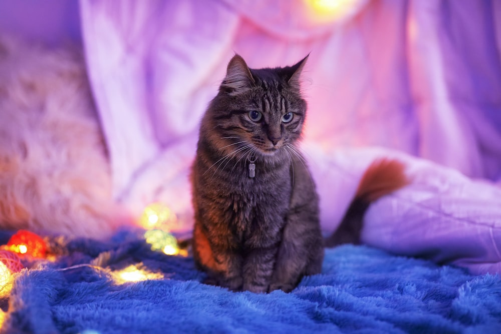 gato atigrado marrón sobre textil azul
