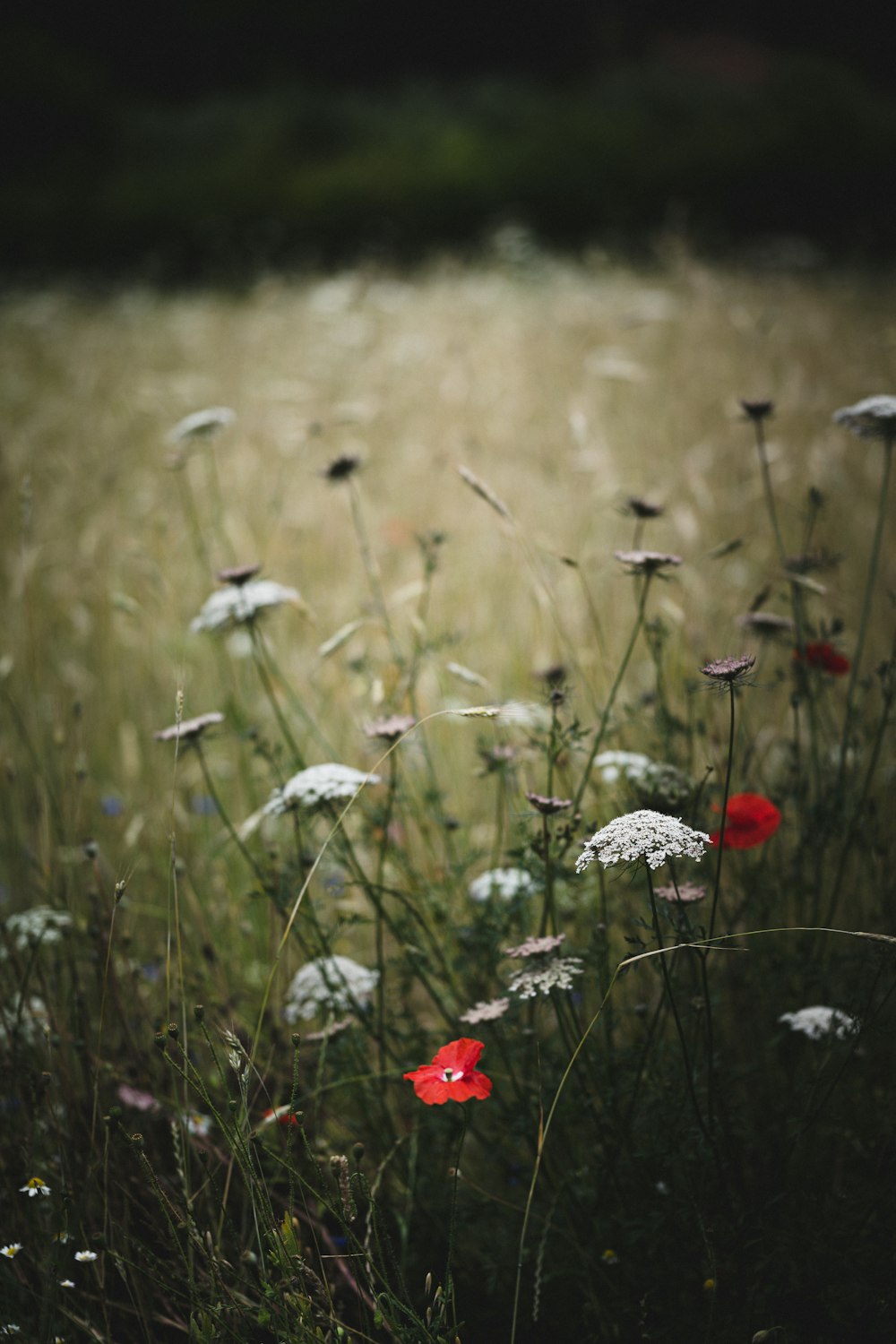 white and red flowers in tilt shift lens