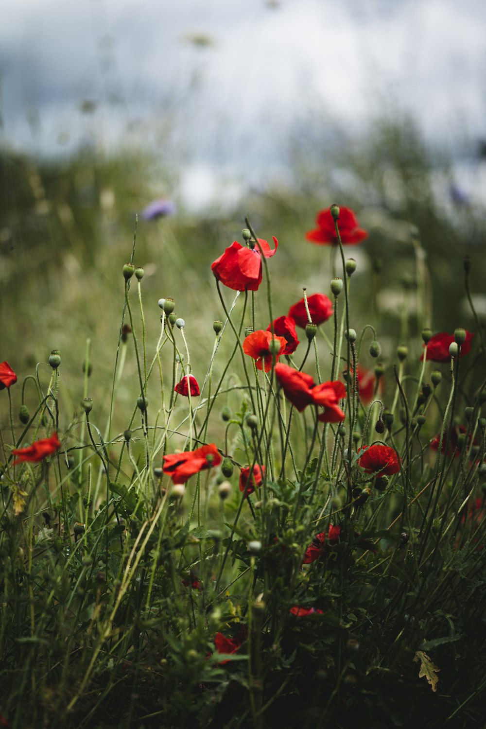 red flowers in tilt shift lens