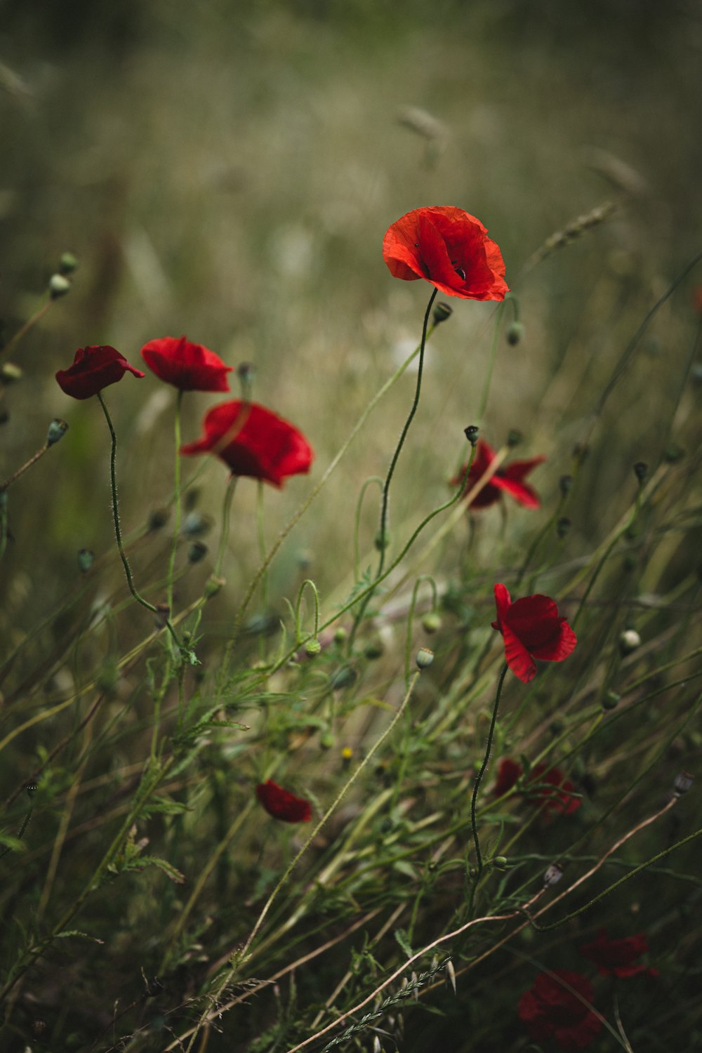 red flower in tilt shift lens