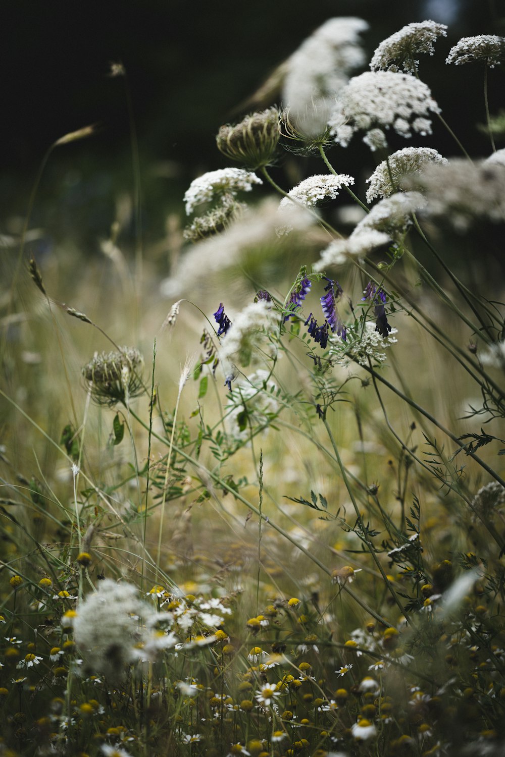 purple flowers in tilt shift lens