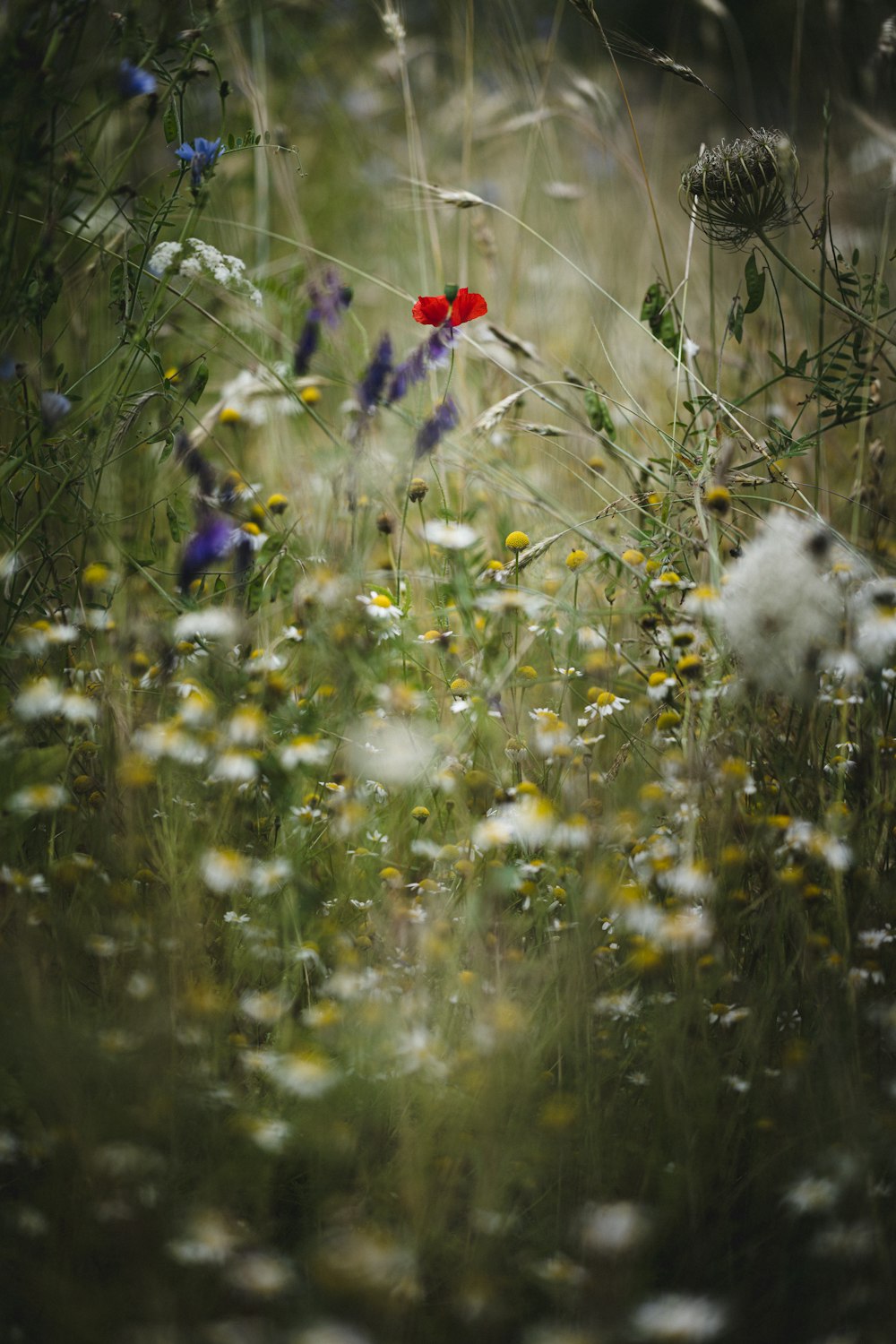 white and red flower beside white dandelion