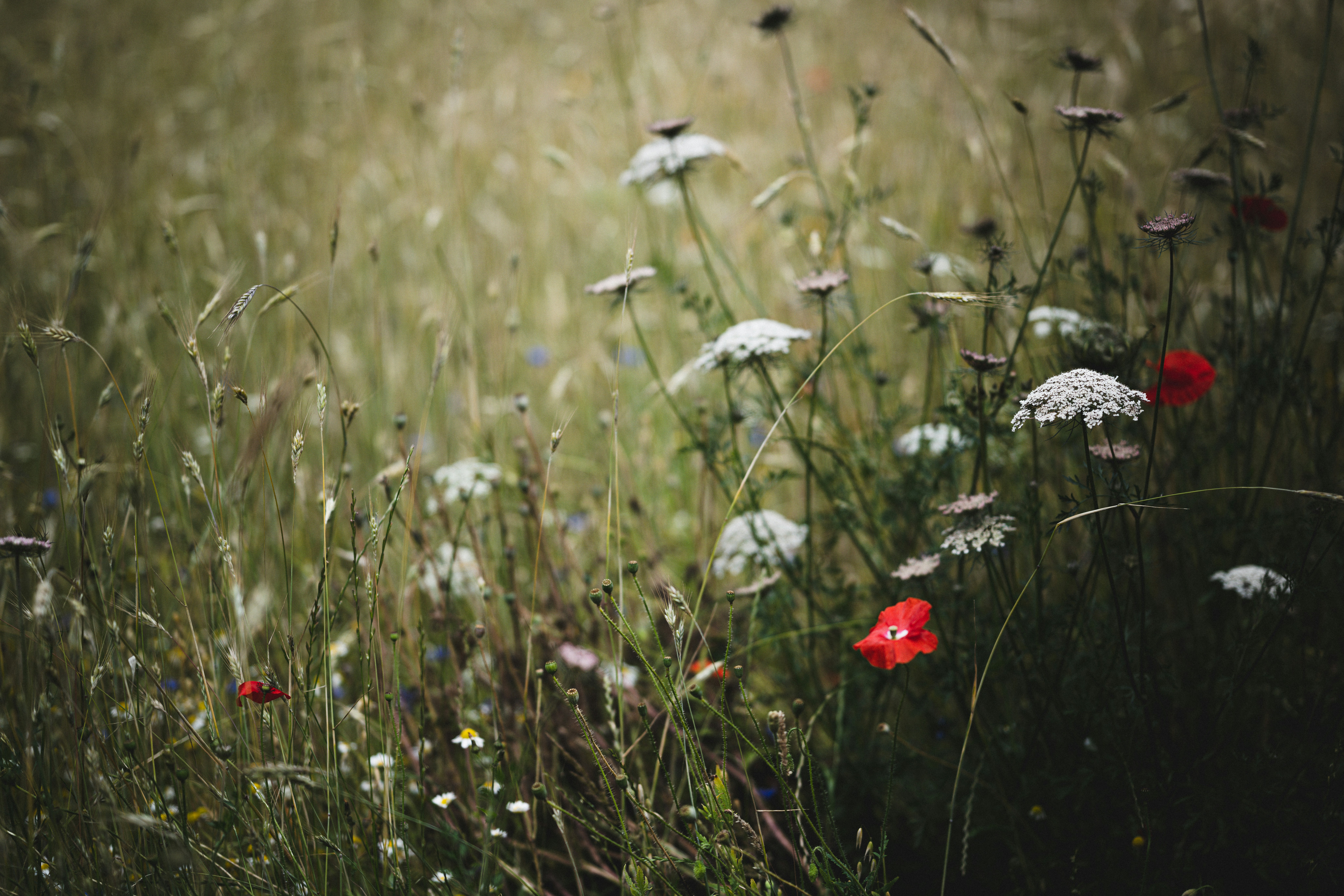 Photo by anniespratt