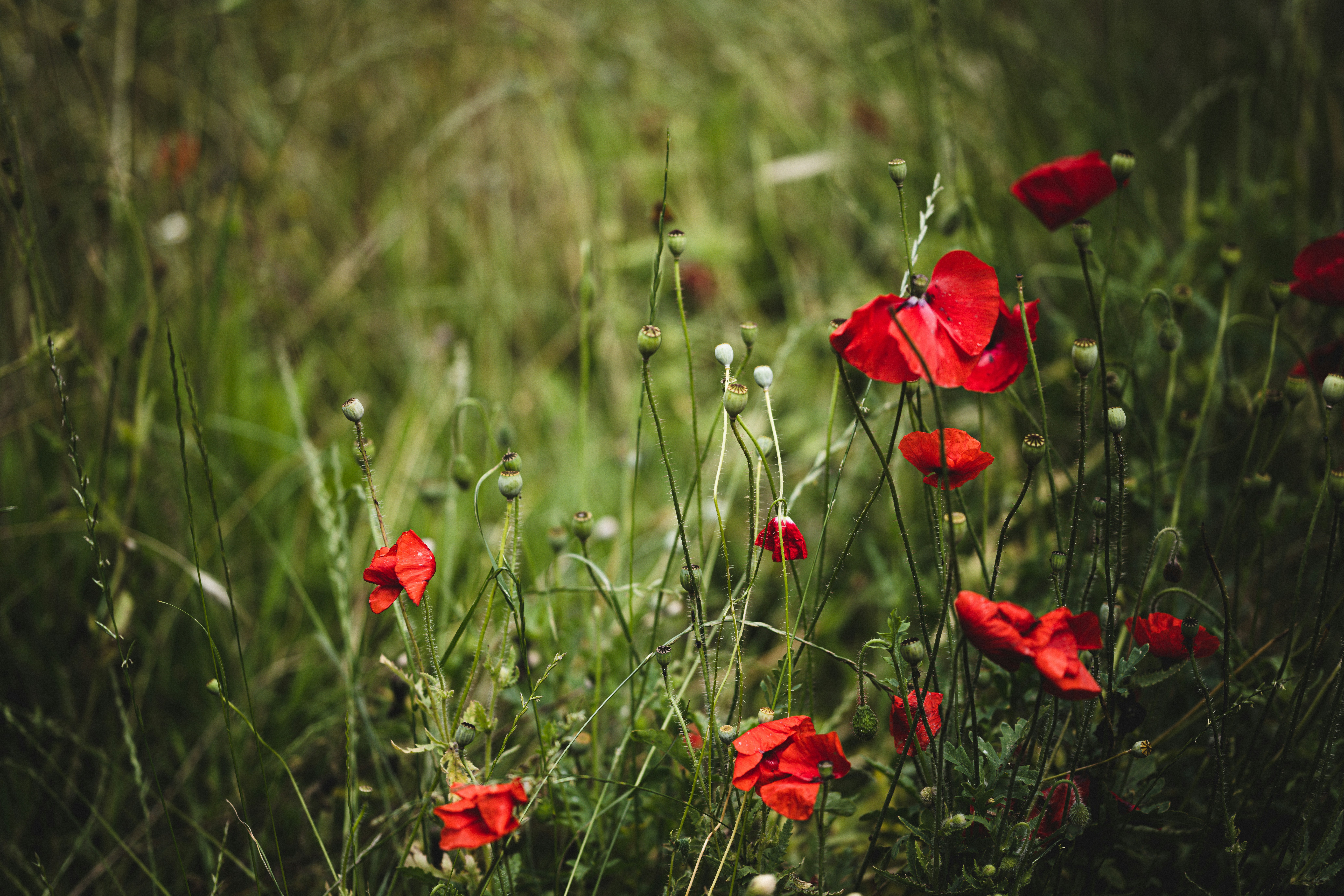 Photo by anniespratt