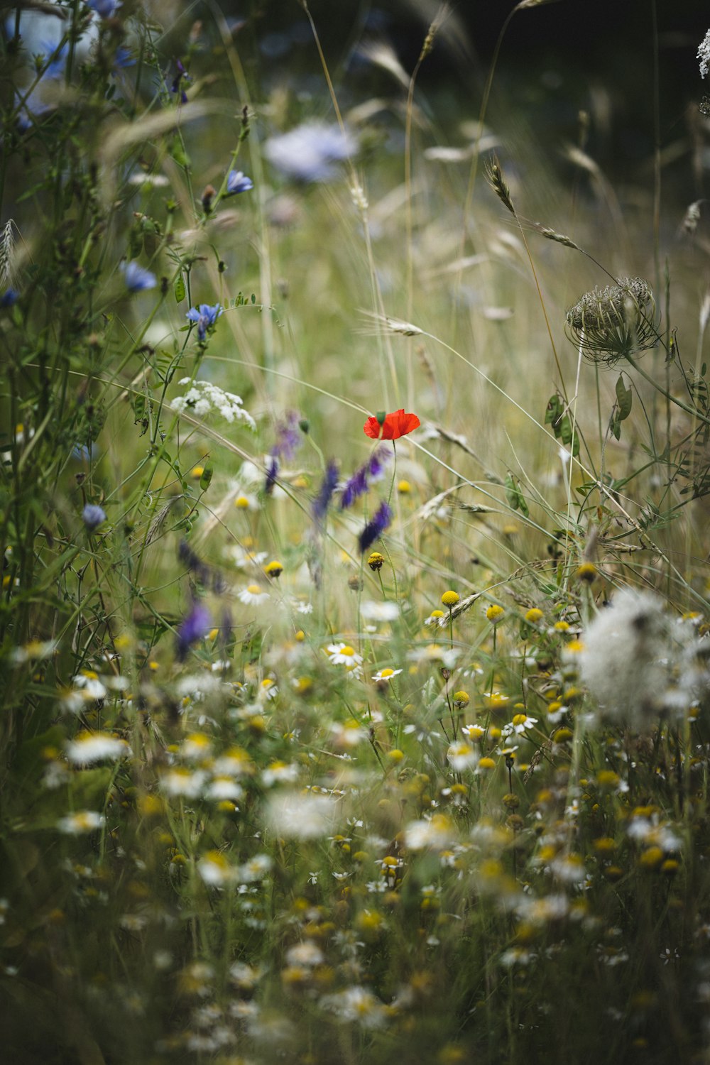 red flower surrounded by white flowers