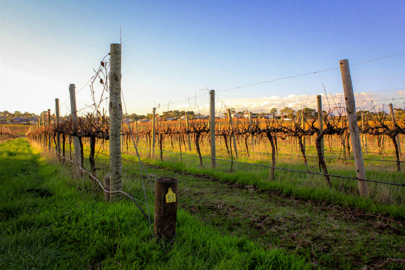 McLaren Vale vineyard rows South Australia