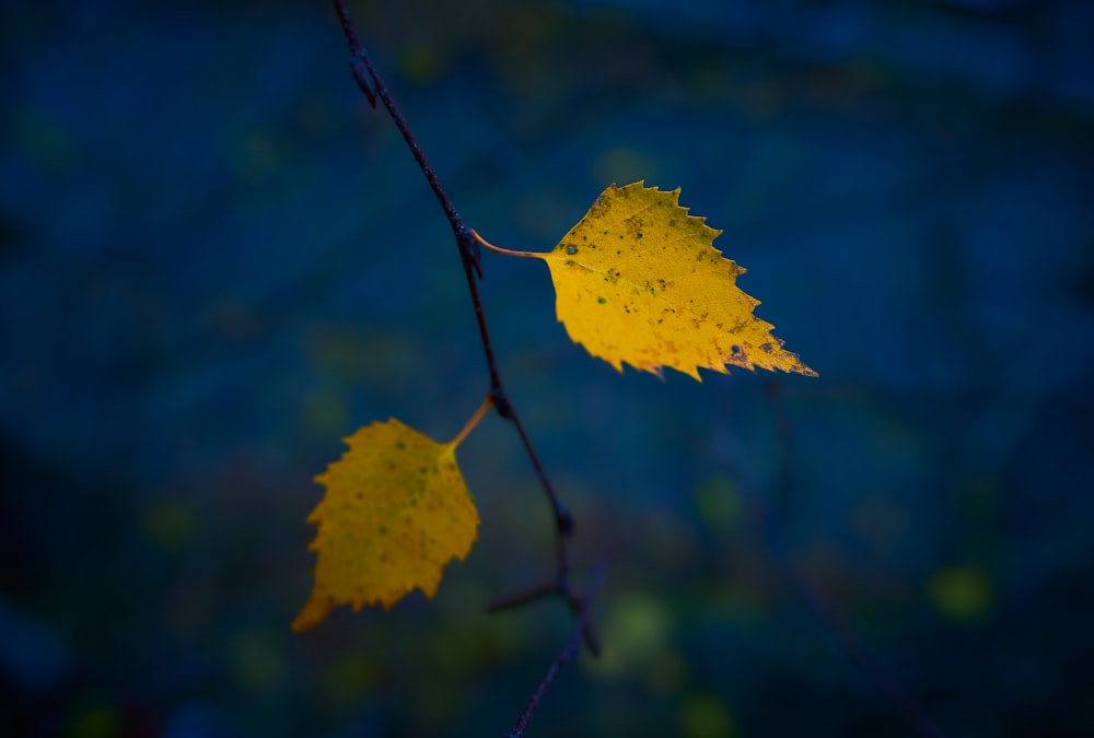 yellow maple leaf in close up photography