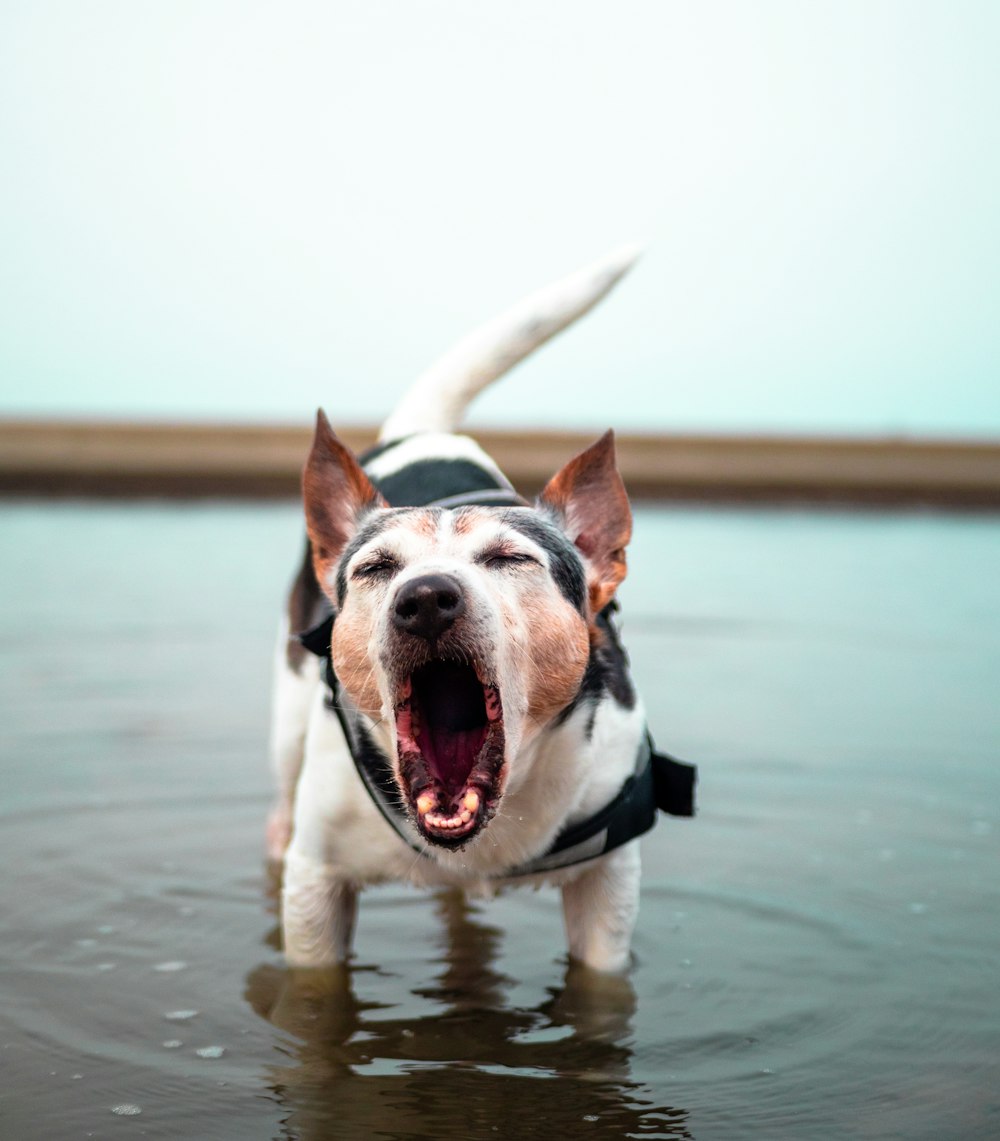 white and black short coat dog running on water during daytime