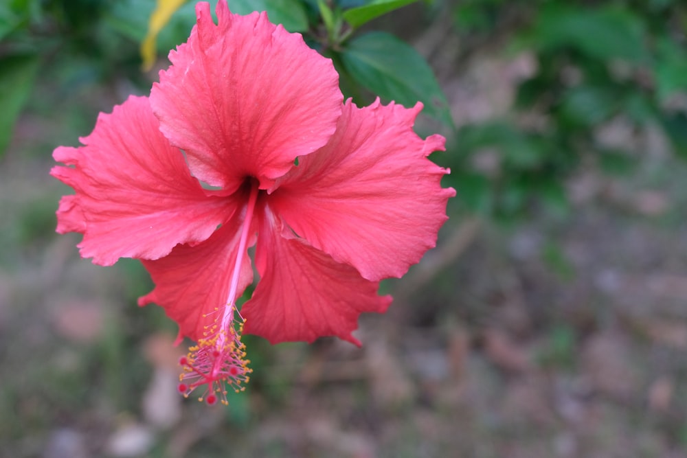 red hibiscus in bloom during daytime