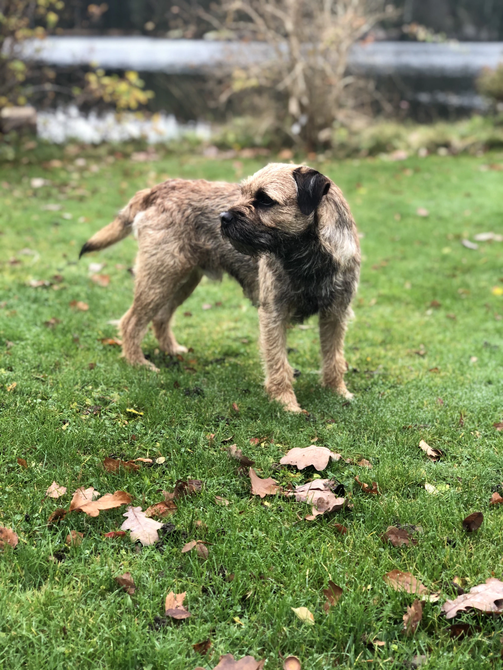 Brown and black short-coated Border Terrier running on green grass, photo on Unsplash