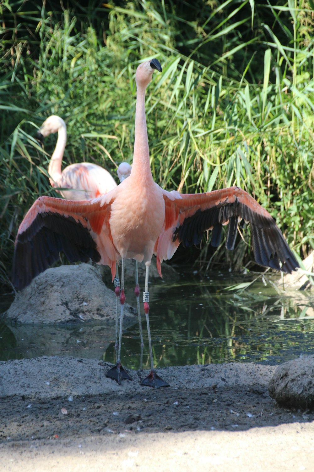 pink flamingo on body of water during daytime