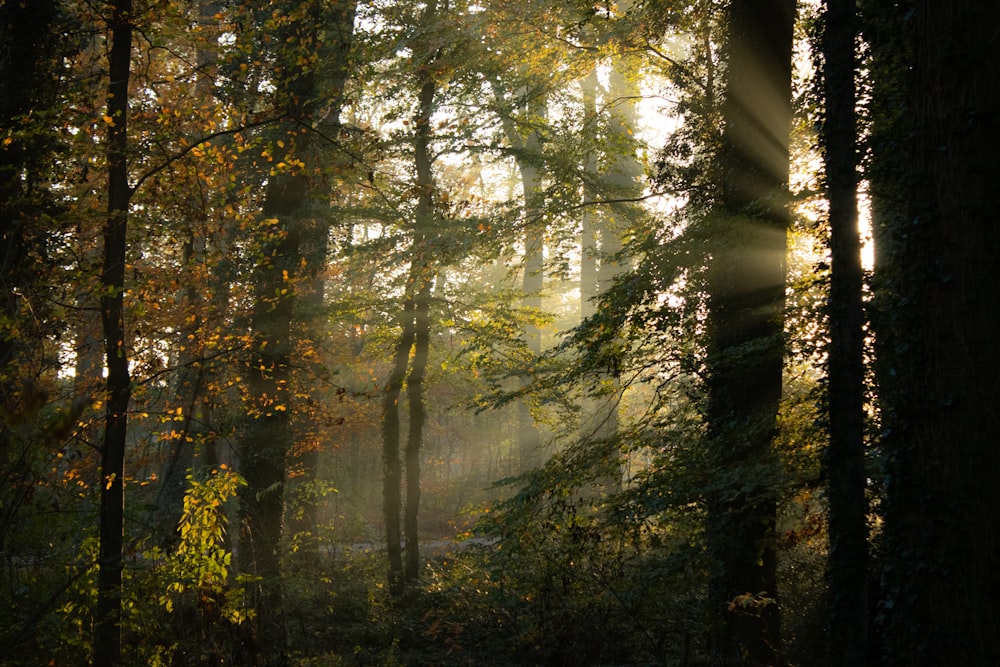 green and brown trees during daytime