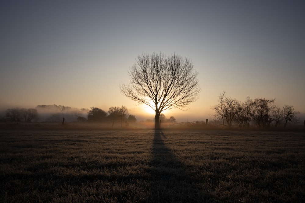 leafless tree on green grass field during daytime