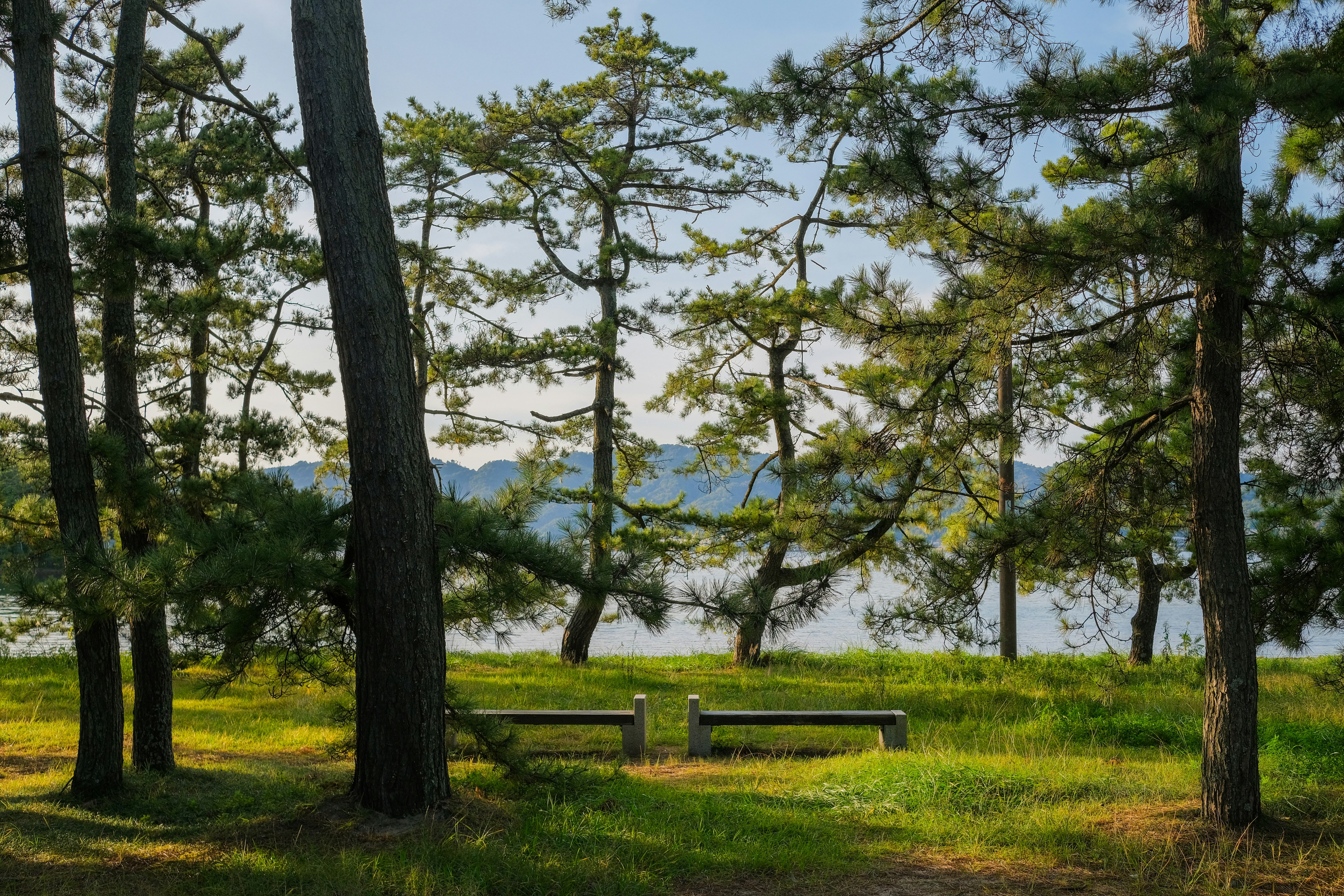 brown wooden bench on green grass field surrounded by green trees during daytime, 