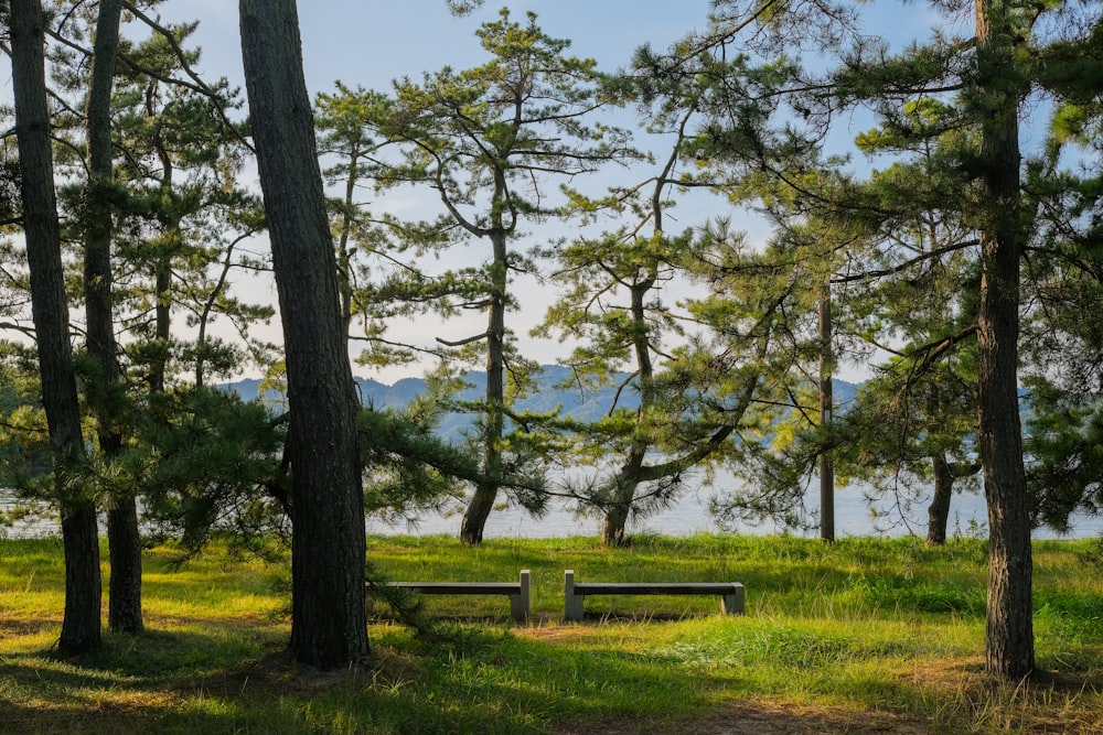 brown wooden bench on green grass field surrounded by green trees during daytime