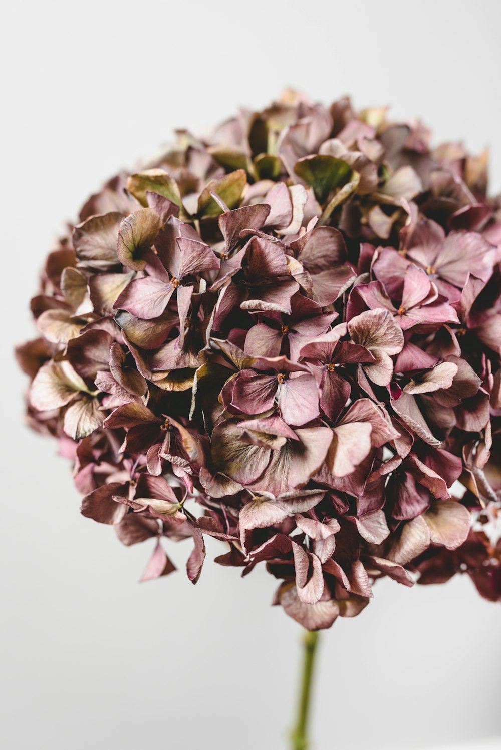 brown and green flower on white surface