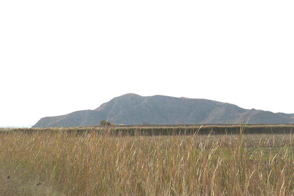 green grass field near mountain during daytime