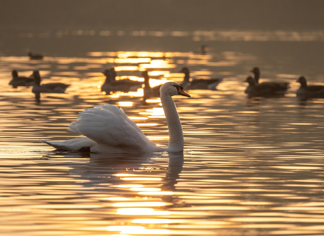 white swan on water during daytime