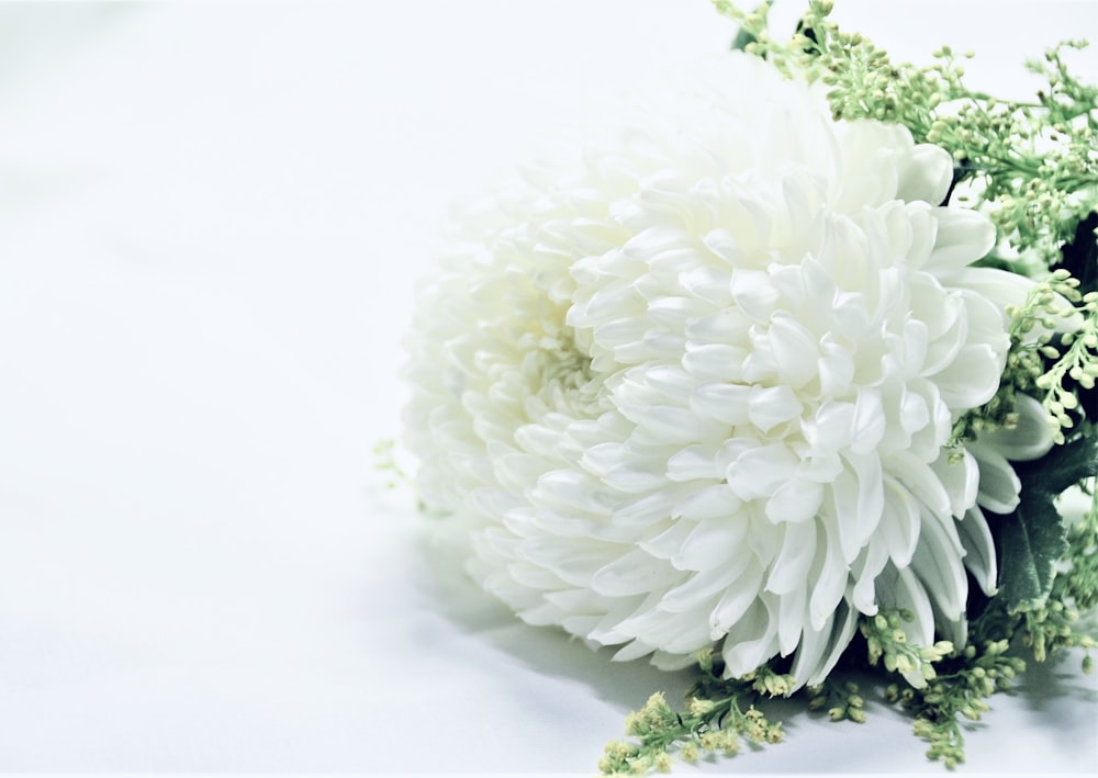白い表面に白い花の花束の写真 Unsplashで見つけるグレーの無料写真