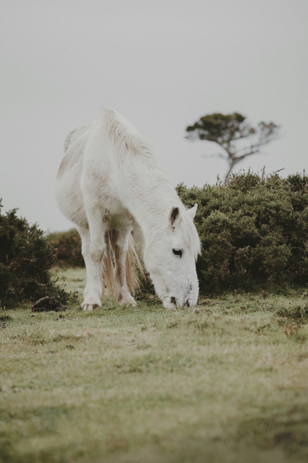 white horse on green grass field during daytime