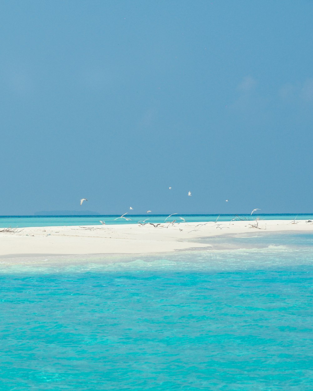 birds flying over the sea during daytime