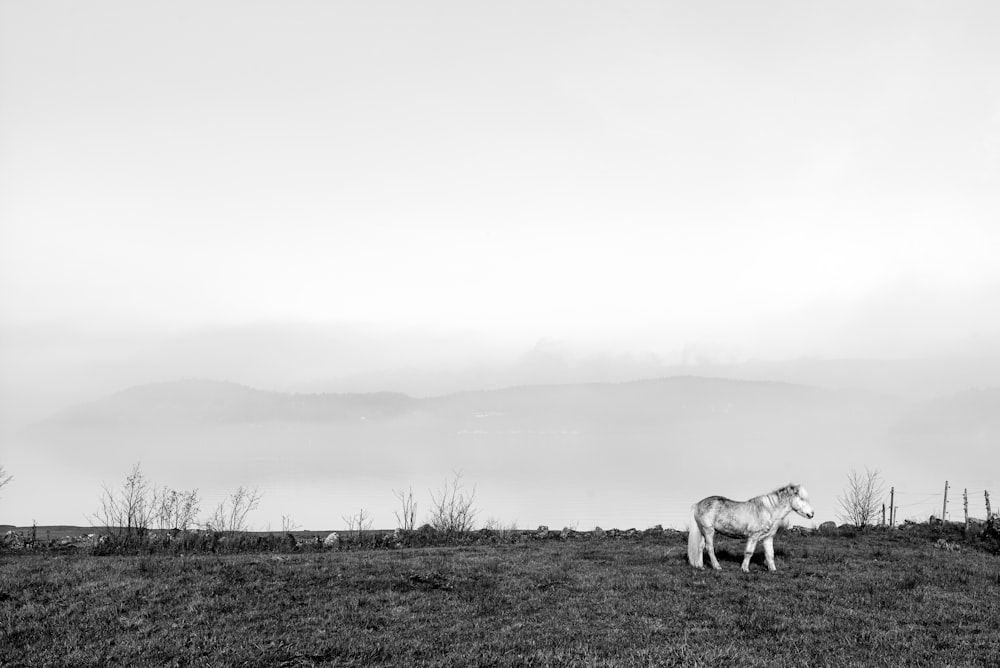 white horse on grass field