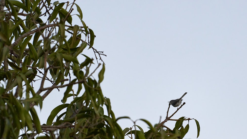 black and white bird on green tree during daytime