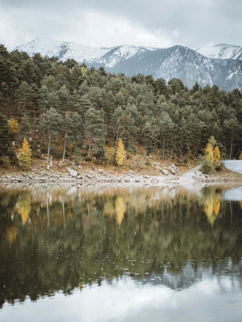 green trees near lake during daytime