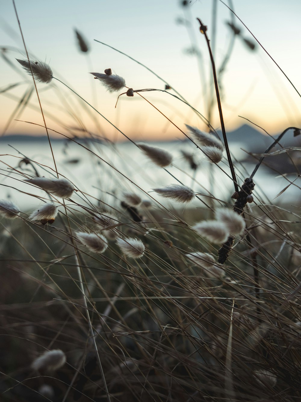 white flowers in tilt shift lens