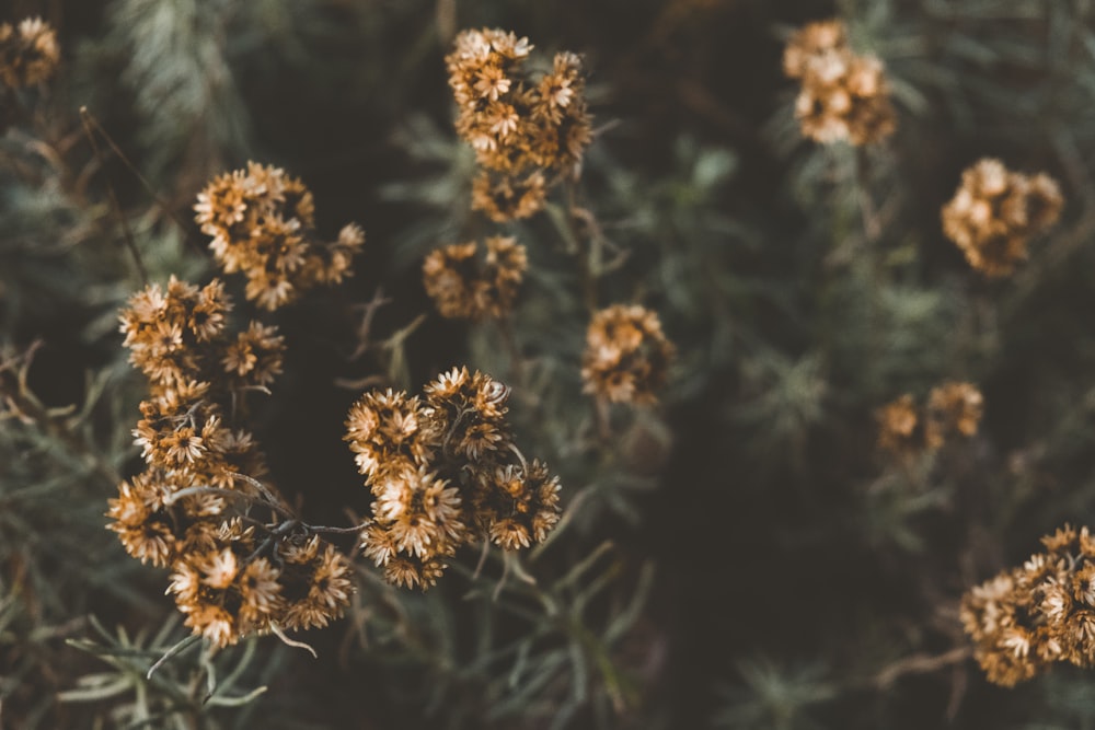 brown flowers in tilt shift lens