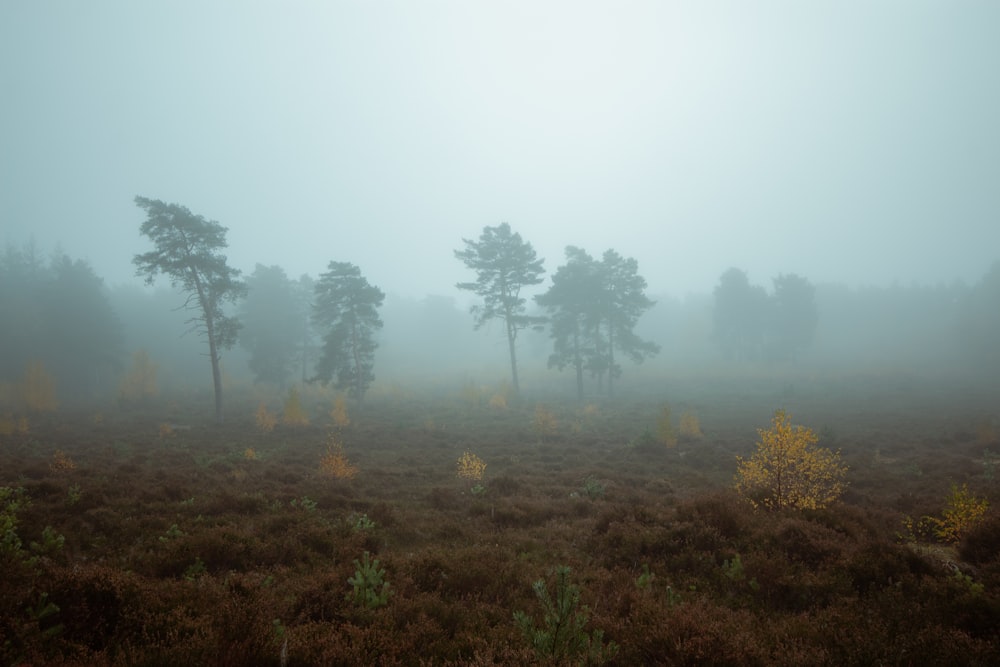 green grass field with fog