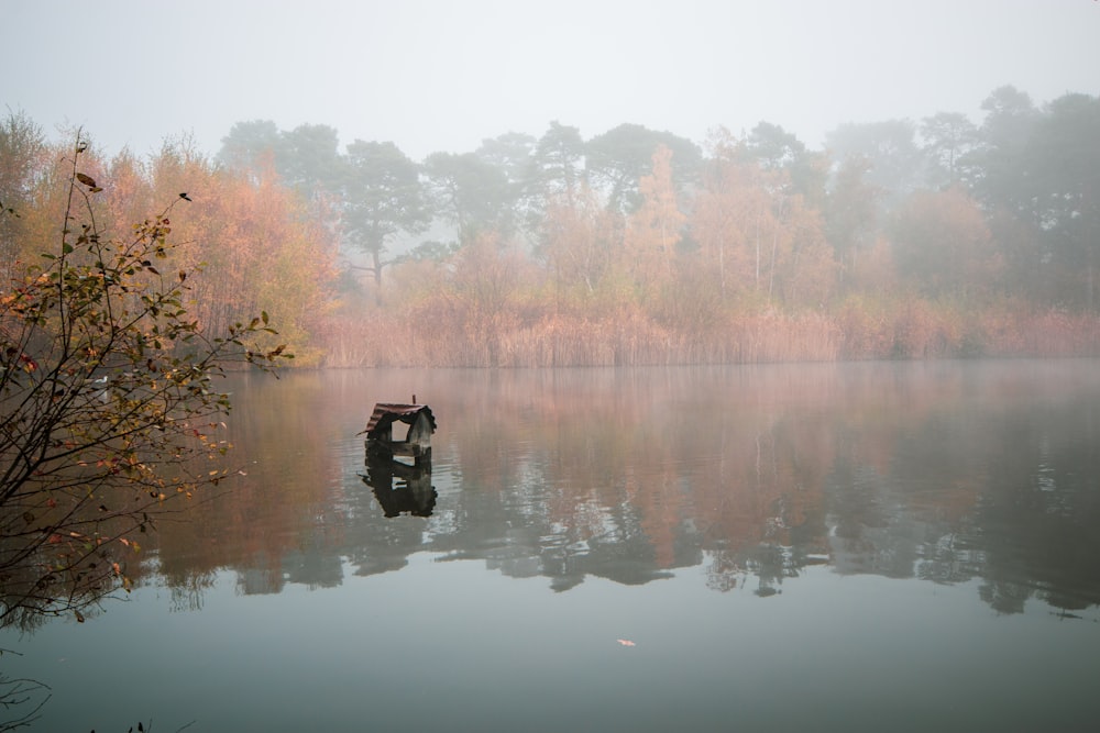 body of water near trees during daytime