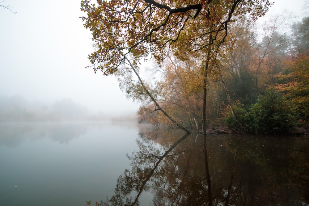 brown and green trees near body of water during daytime