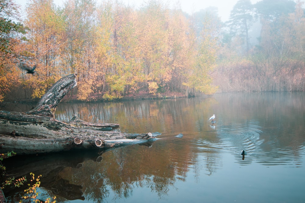 brown tree log on lake