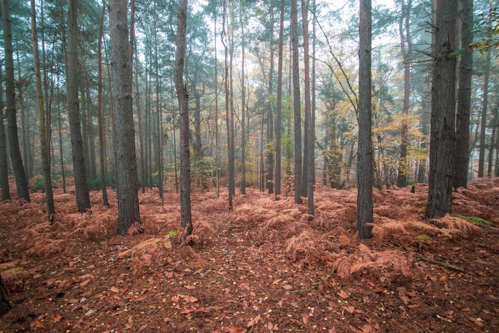 brown trees on brown leaves