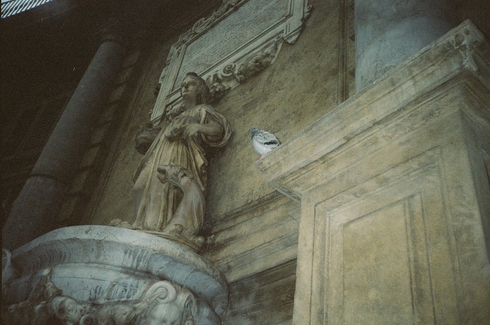 oiseau blanc et bleu sur mur de béton gris