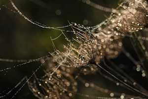 Morning Dew