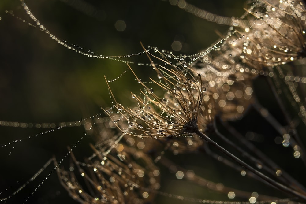 water droplets on brown plant