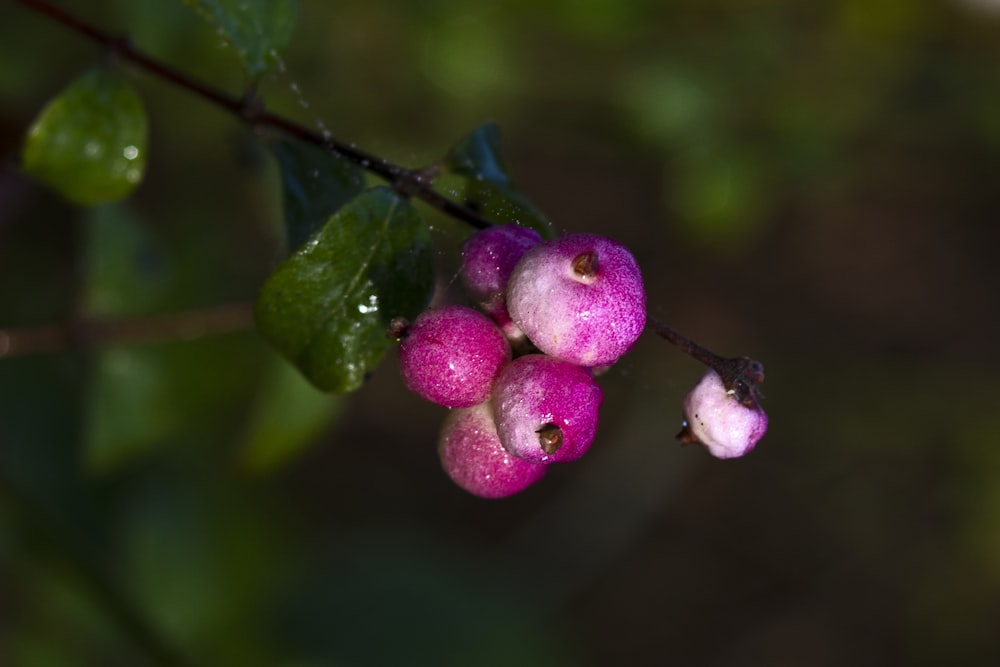 pink and white flower in tilt shift lens