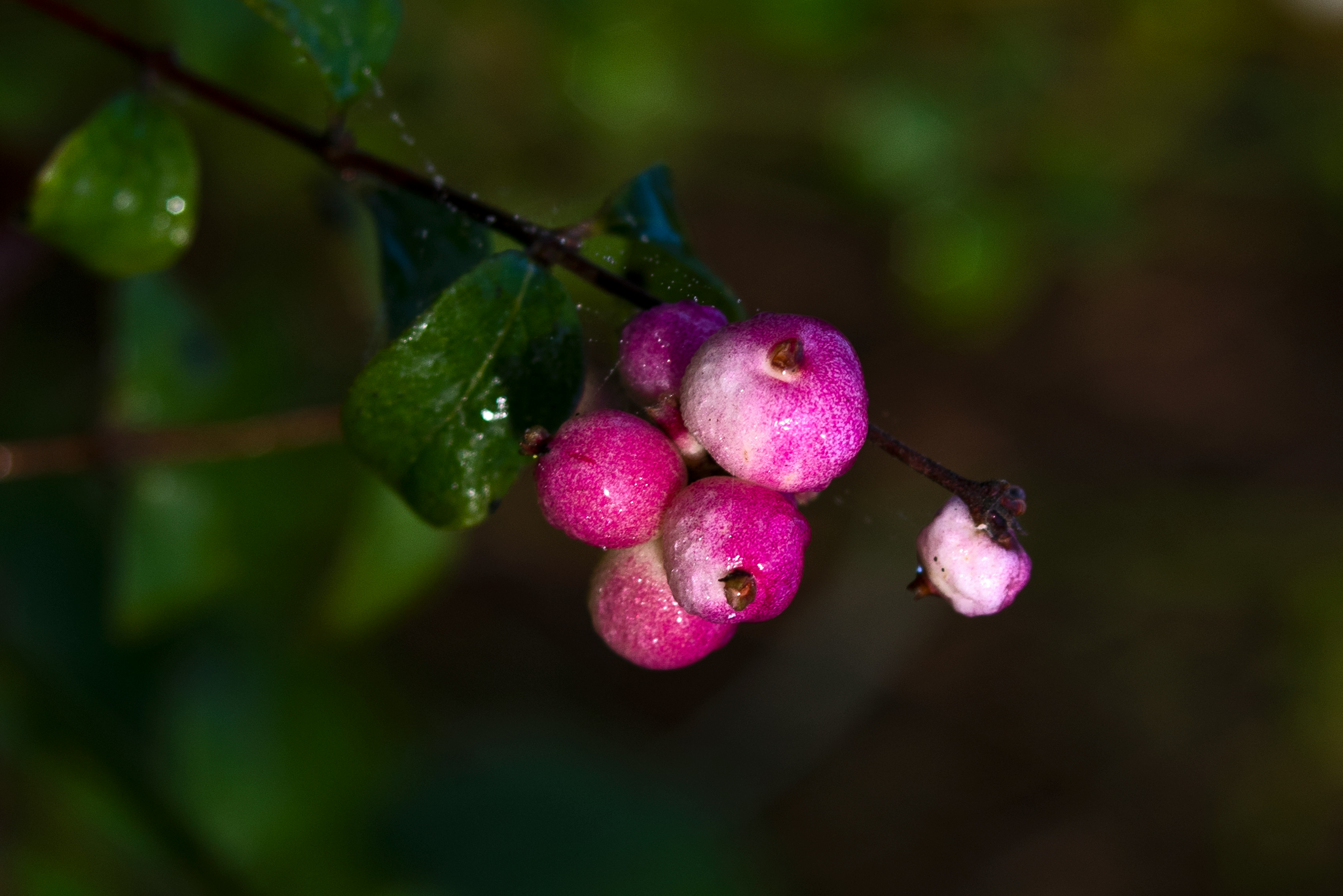 pink and white flower in tilt shift lens