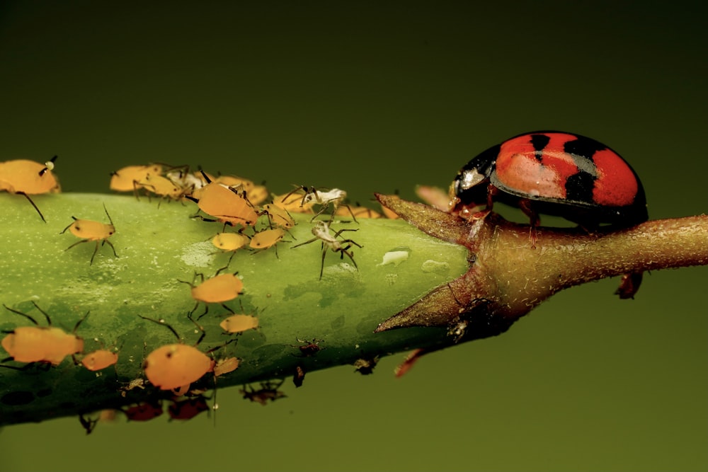 red and black ladybug on green leaf