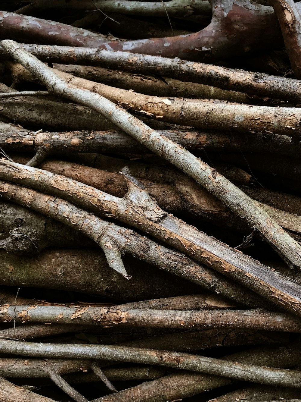 brown tree branch on brown wooden surface