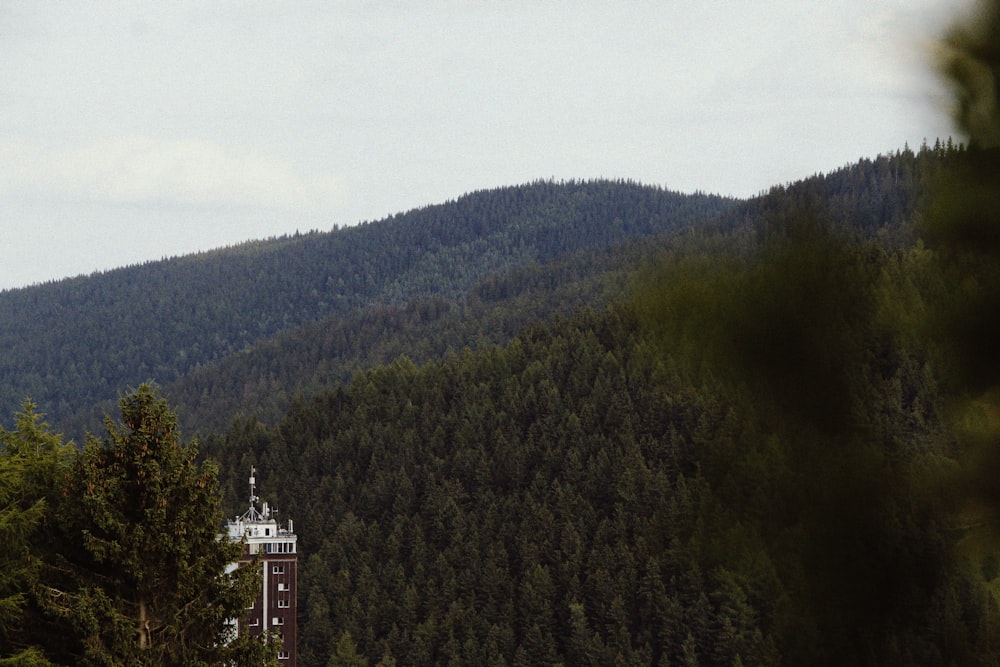 green trees on mountain during daytime