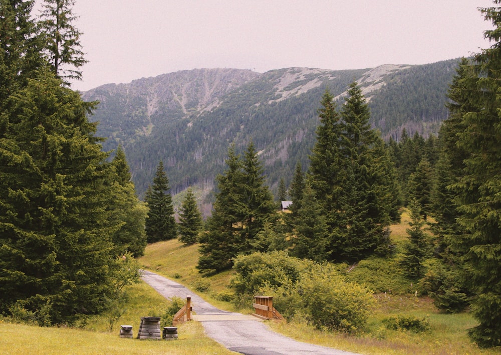 green pine trees near mountain during daytime