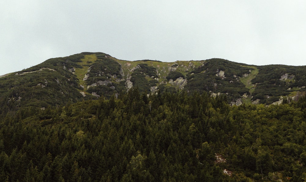 Grünes Gras bedeckter Berg unter weißem Himmel während des Tages