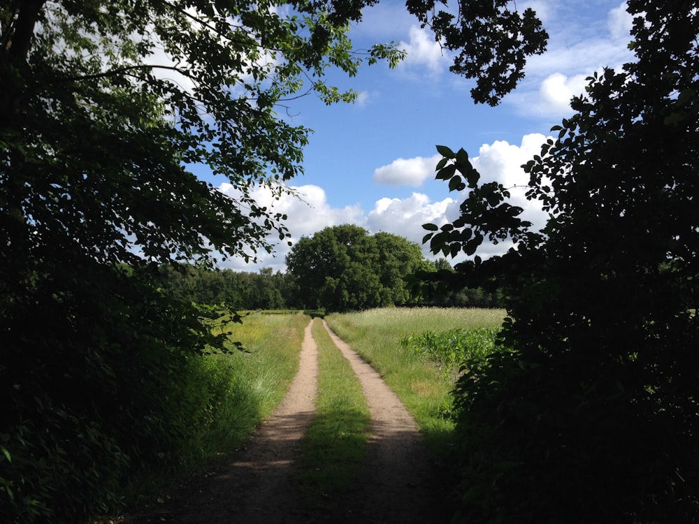 green grass field and trees under blue sky during daytime