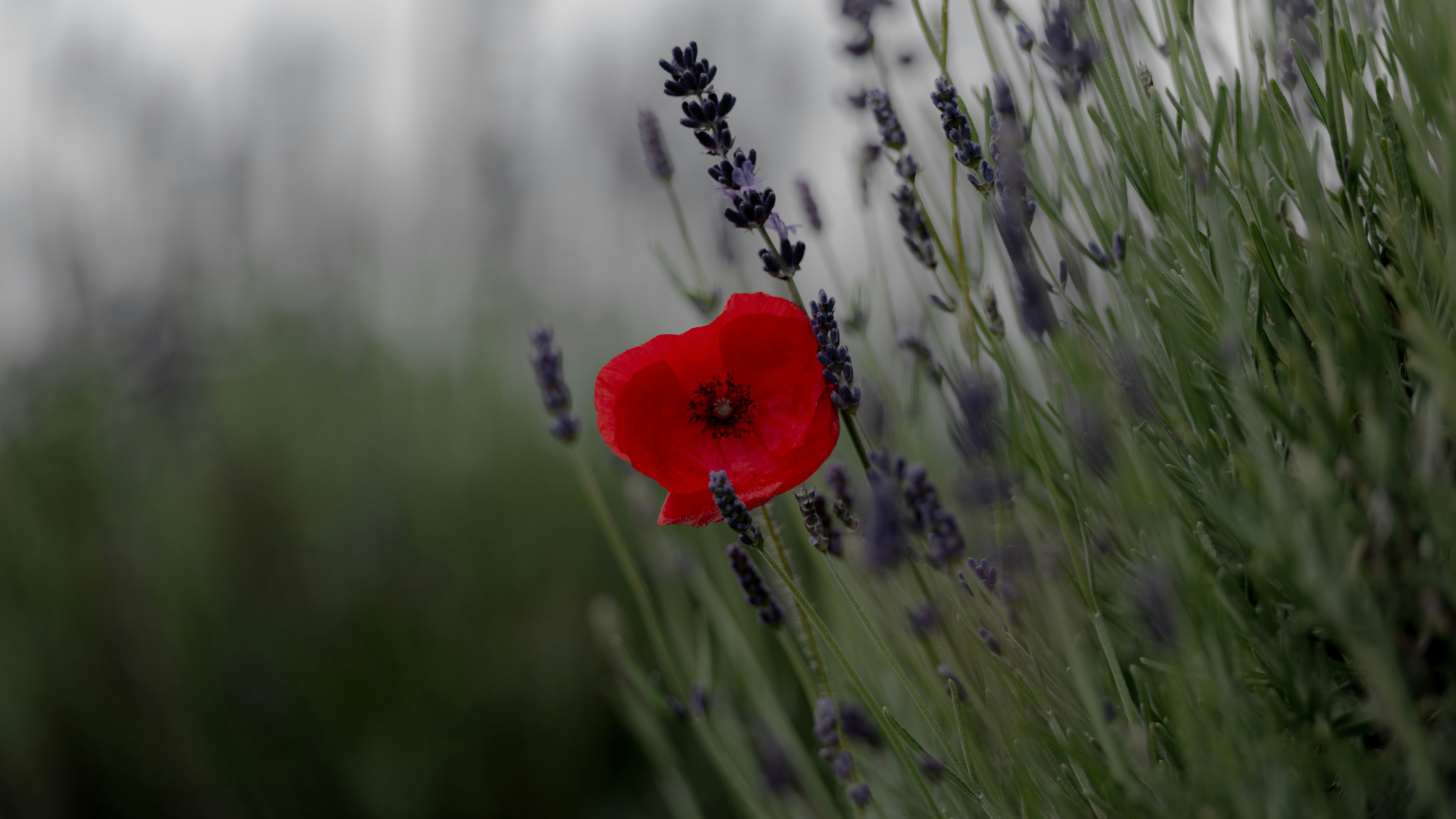 red flower in the middle of green grass field